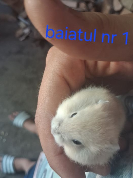 Vand pui de  hamsteri sirieni
