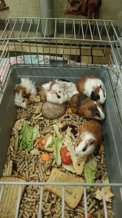 Морские свинки разных возрастов