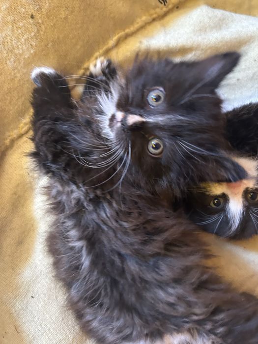 Котята мальчики в надежные руки