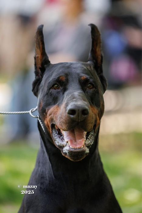 Прекрасные щенки добермана