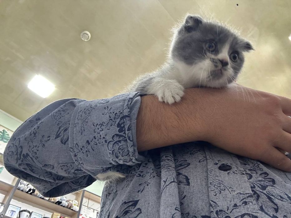 шотландская вислоухая и страйт. scottish fold and straight