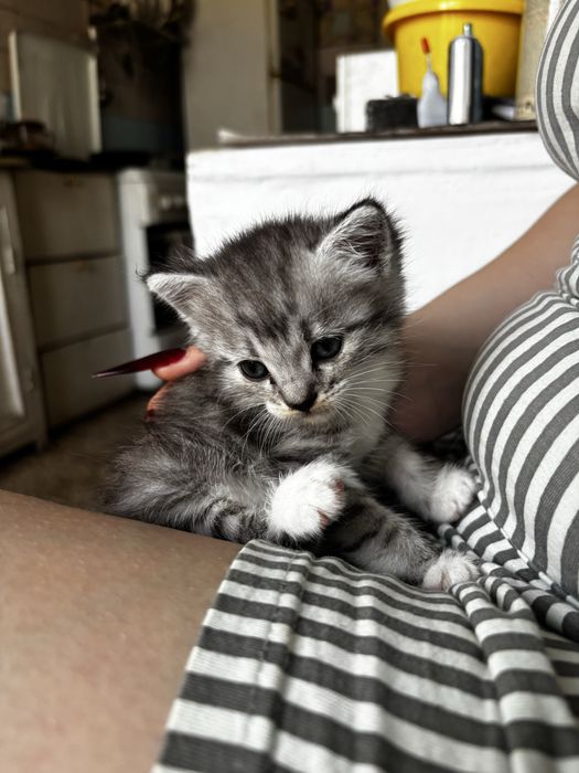Отдам котенка в добрые руки