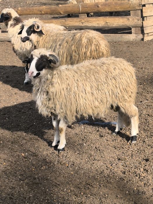 Disponibili 23 de berbecuți