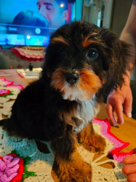 Cavapoo Baetel disponibil