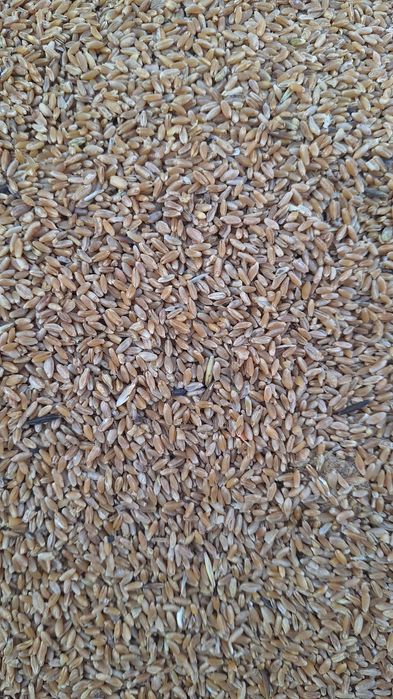 Продам комбикорм