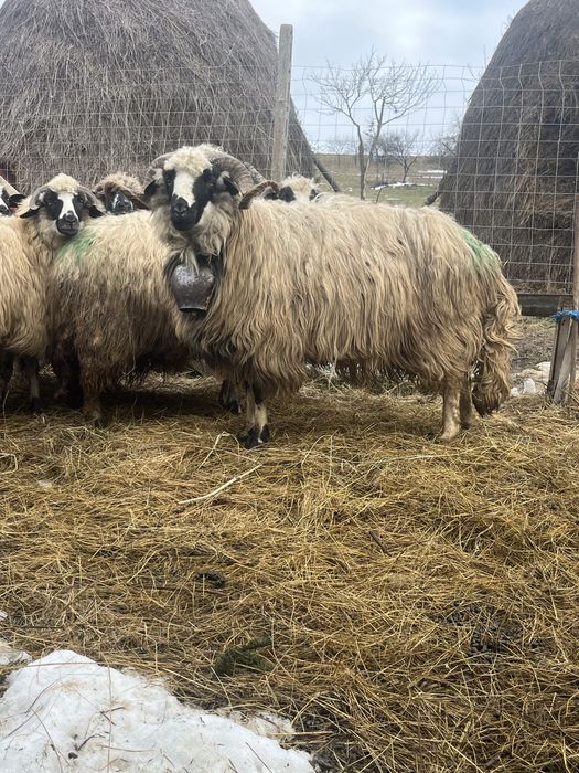 Schimb pe oaie cu miel