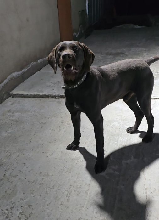 Дратхаар кабель 2,5 года