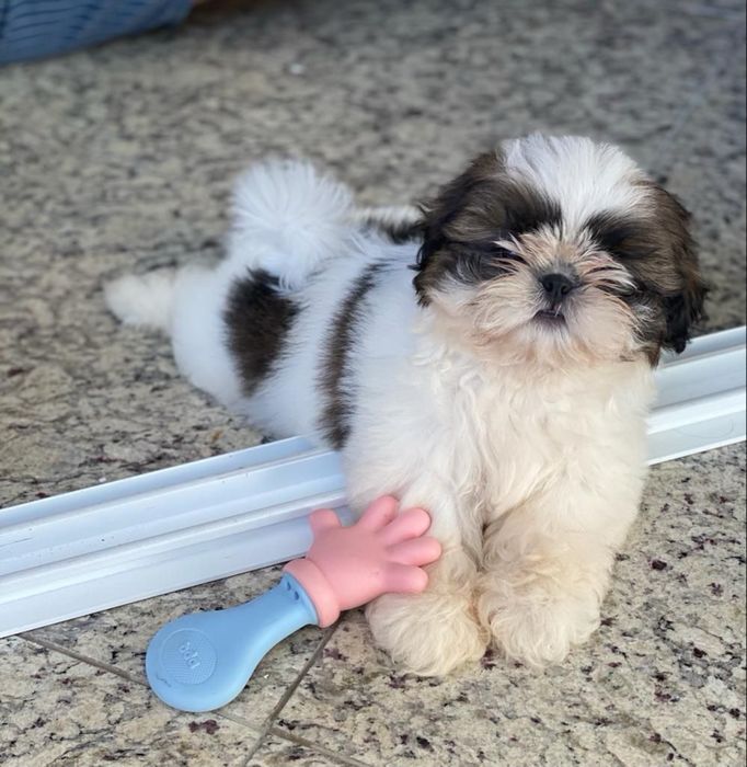 Shih Tzu mascul disponibil