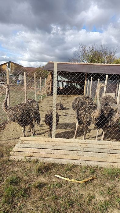 Vând struți tineri