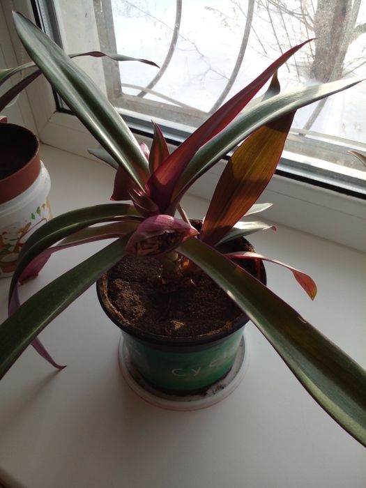 Комнатные растения