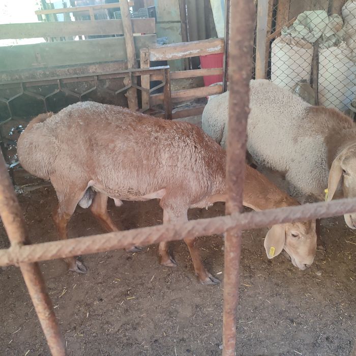 Ispan porno aktyorlar