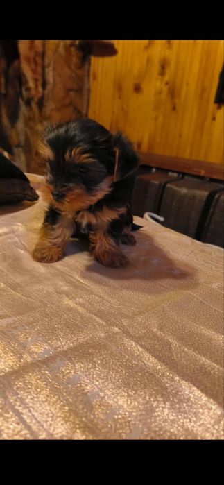 Йорки Бивер на два месеца!