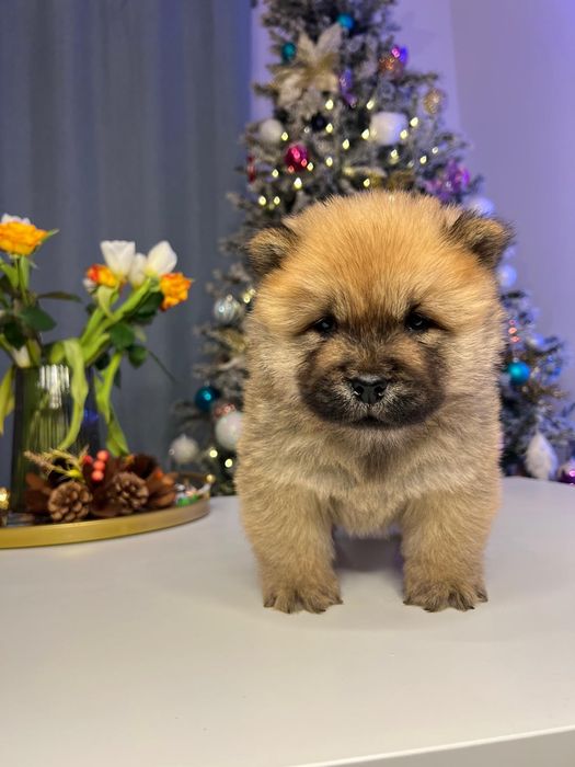 Vand pui de Chow Chow