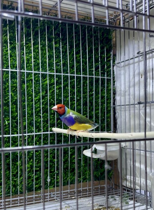 Амадин гульда самец