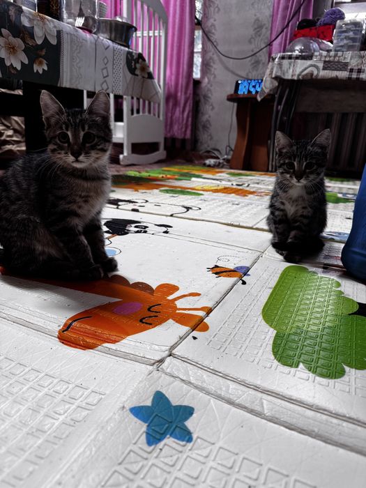 Отдам даром котят мальчик и девочка