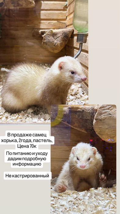Хорек самец 2 года