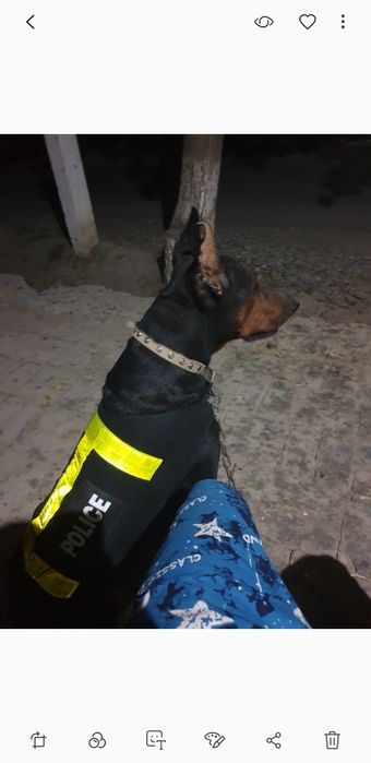 Dabirman bolalariga OLDINDAN ZAKAZ OLAMIZ