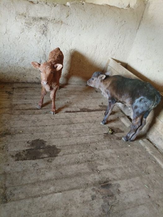 Бұзау сатылады...