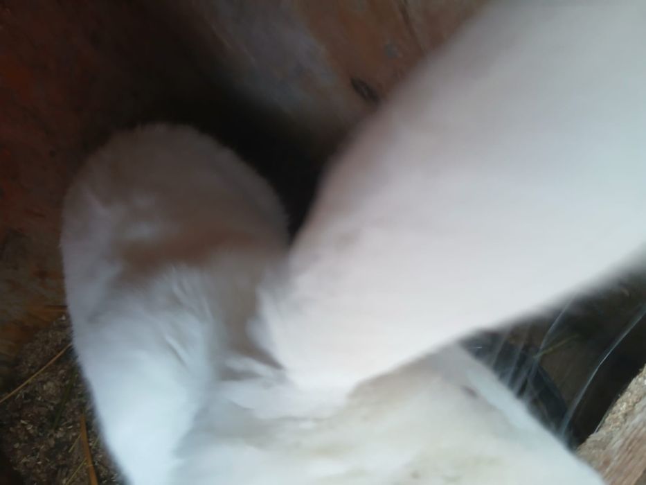 O pereche Urias german rasa pura și un mascul pe alb curcit