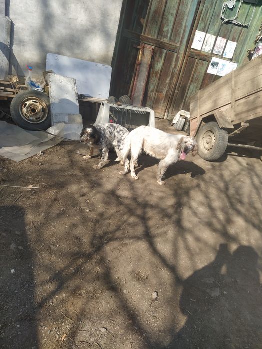 7 малки Английски Сетерчета си търсят нов дом