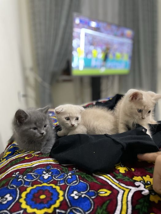 Скотиш фолд & Скотиш страйт