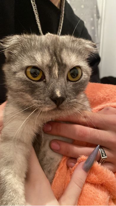 Кошка ищет хозяев