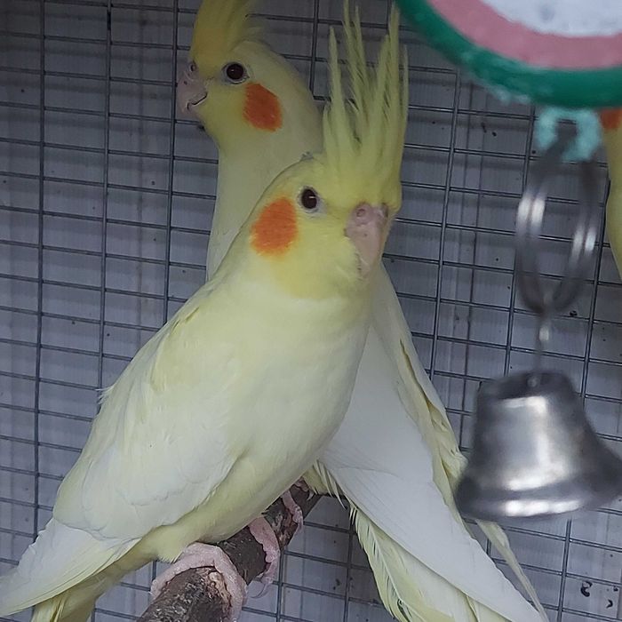 Молодые кореллы самочки .