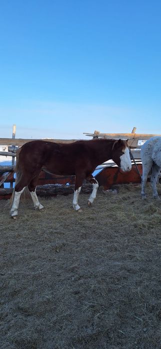 Продам лошадей с откорма