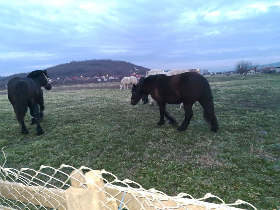 Vând mânzā de 1 an și șapte luni