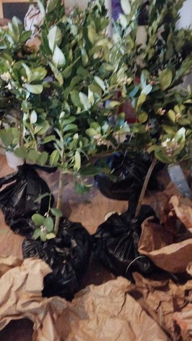 Лимон цветущий и с плодами