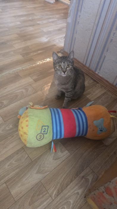 Отдам котенка добрые руки