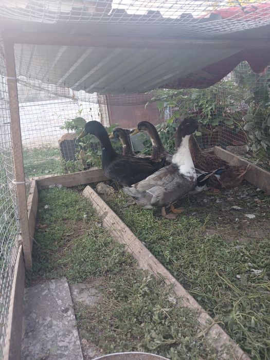 Продам домашних уток