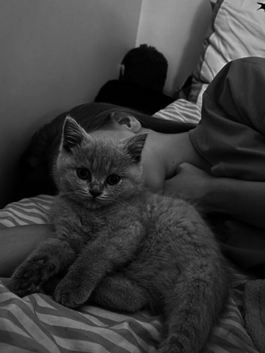 Продам британские котят