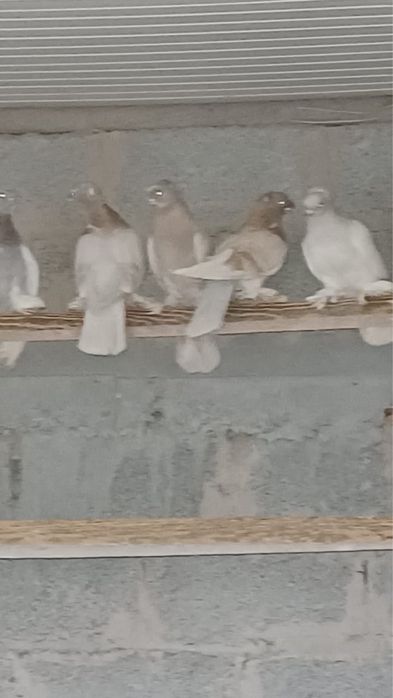 Продам голубей Шымкент