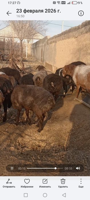 Қозы қошқар сатылады