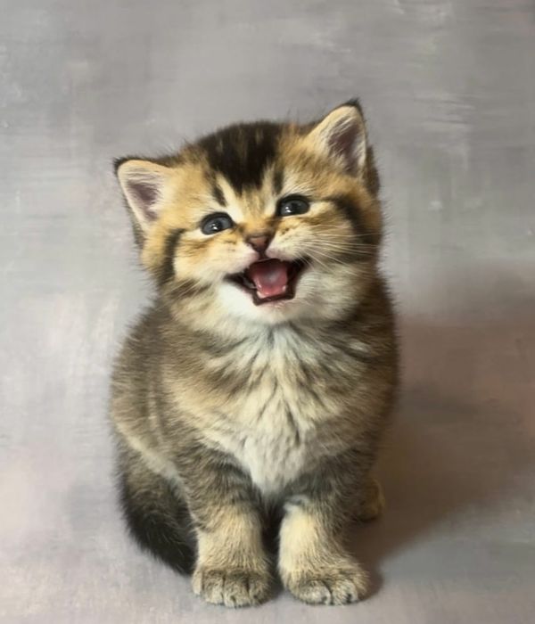 British Shorthair Golden Black