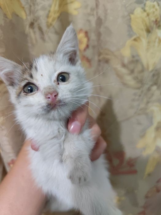 Отдам котят бесплатно