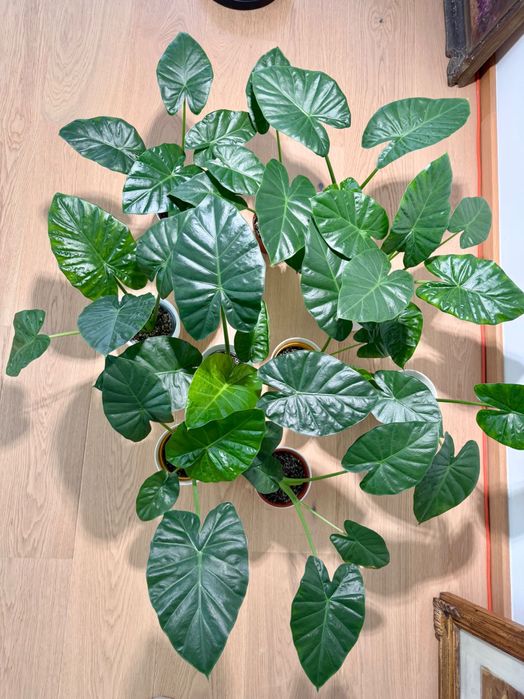 Alocasia Regal Sheild Colocasia, Urechea Elefantului