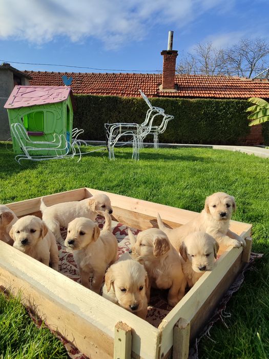 Голдън  ретривър