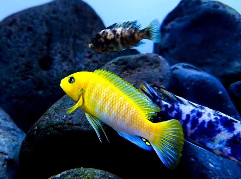 Псевдотрофеус  Аврора