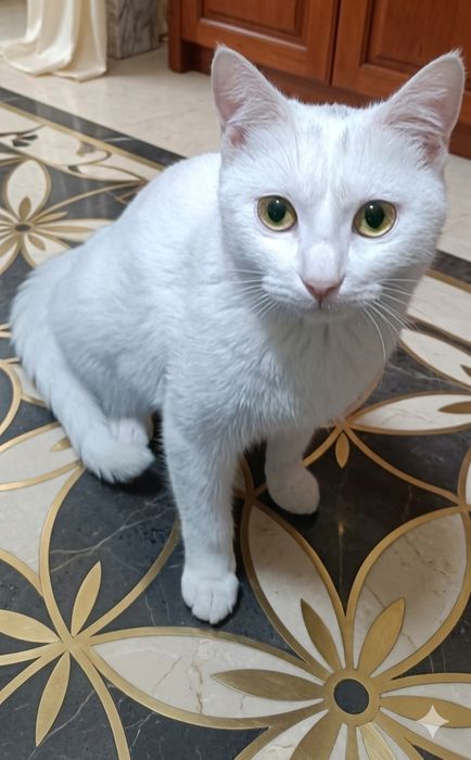 Кошка потерялась.