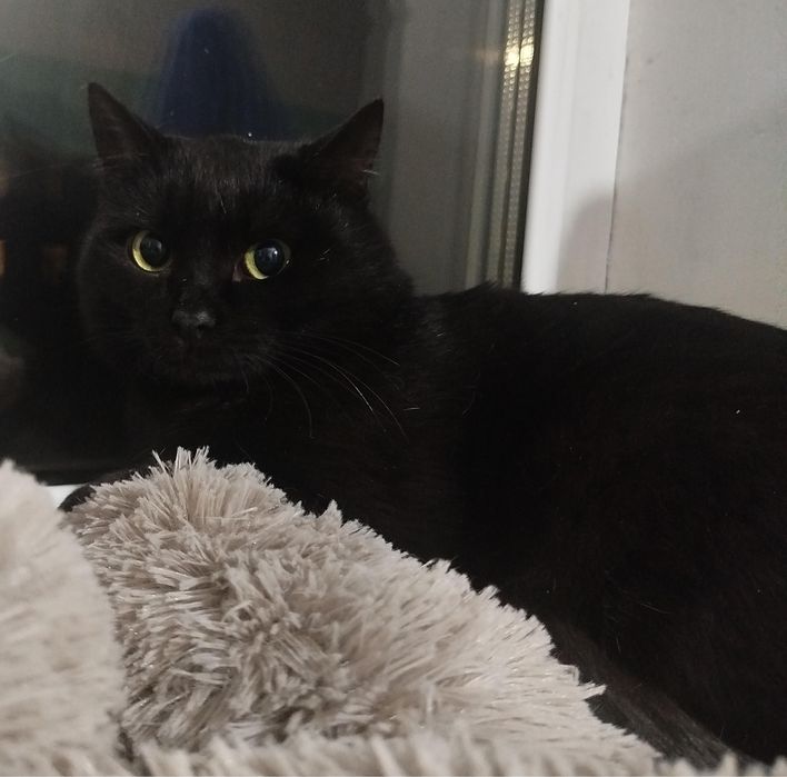 Ласковый Кот Уголёк ищет дом!