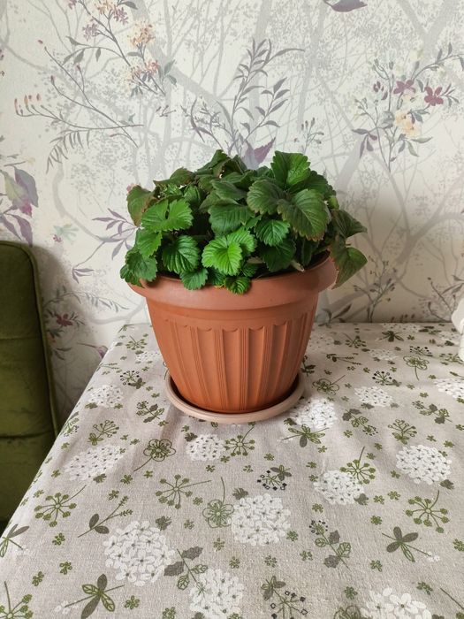 Продам  клубнику