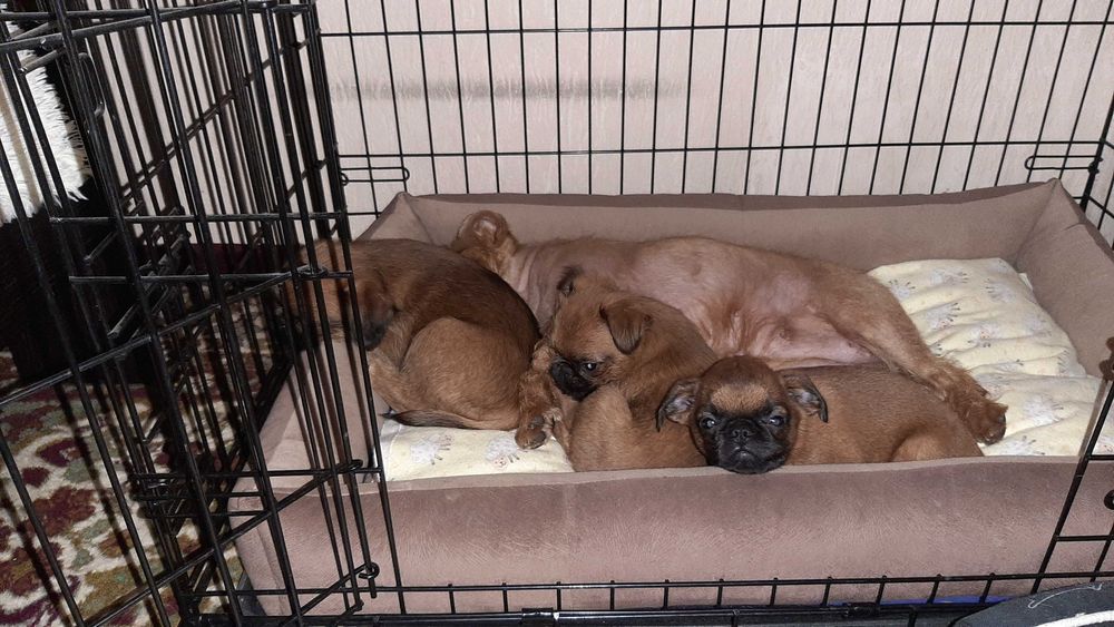 Клетка для собаки