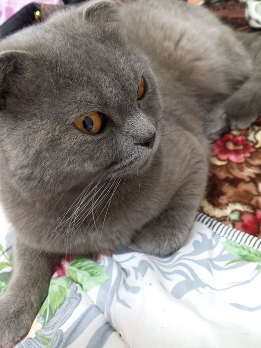 Skottish Fold mushuk