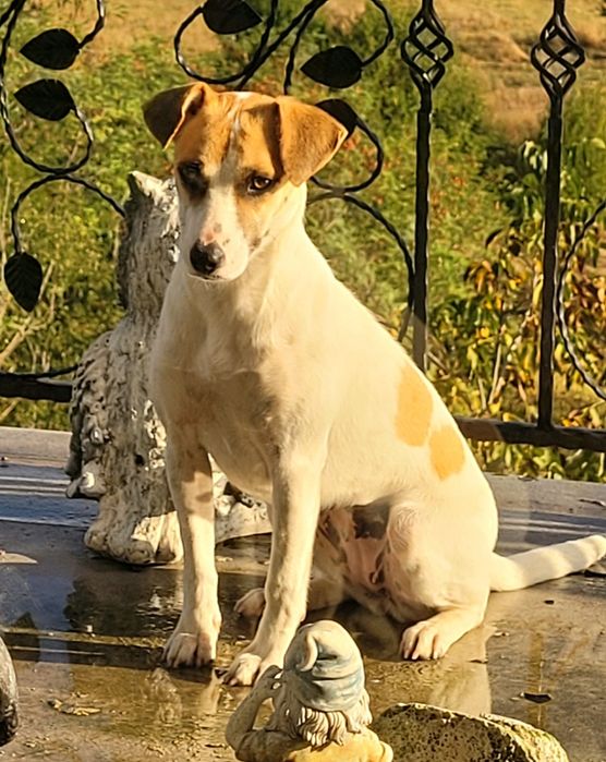Donez o catelusa Jack Russell  terrier, caine vanatoare,cu varsta de 10 luni, sterilizata