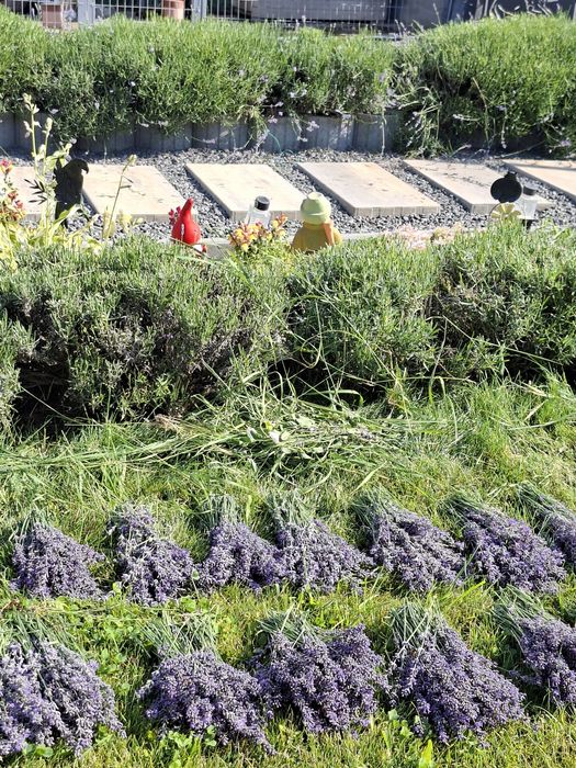 Lavanda proaspăt recoltata
