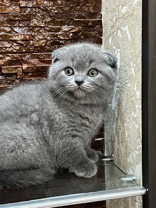 Британский Кошка , Мушук