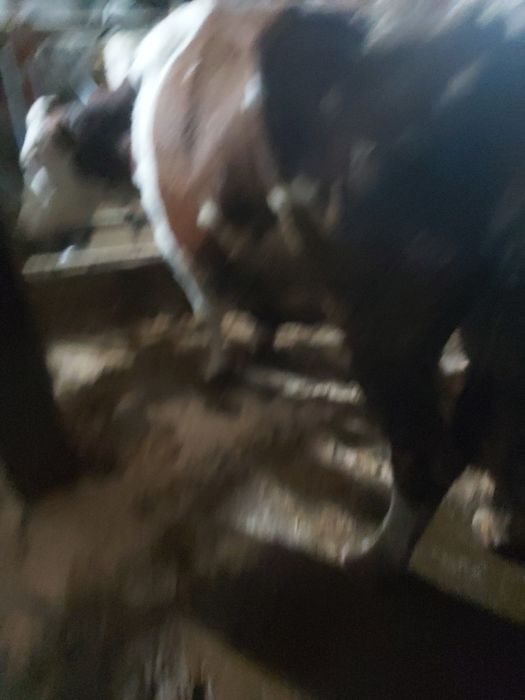 Vaci  tine și bine intretinute