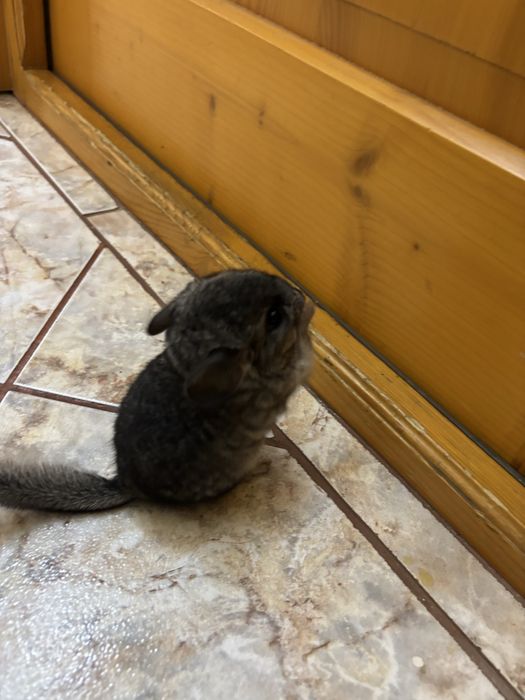 3 băieței de chinchilla își caută o căsuță iubitoare!